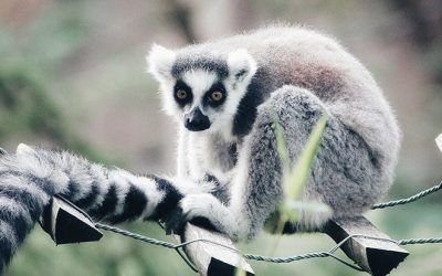 El NIH dejará de financiar investigaciones basadas exclusivamente en animales: una nueva era en la ciencia biomédica