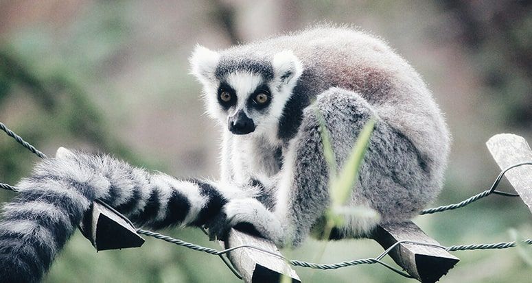 El NIH dejará de financiar investigaciones basadas exclusivamente en animales: una nueva era en la ciencia biomédica