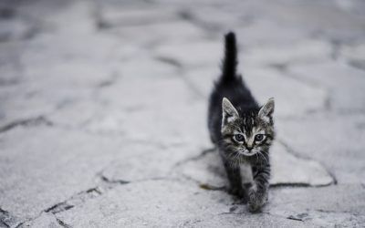 Marcas cruelty free en España: cosmética, limpieza, perfumes y cremas solares