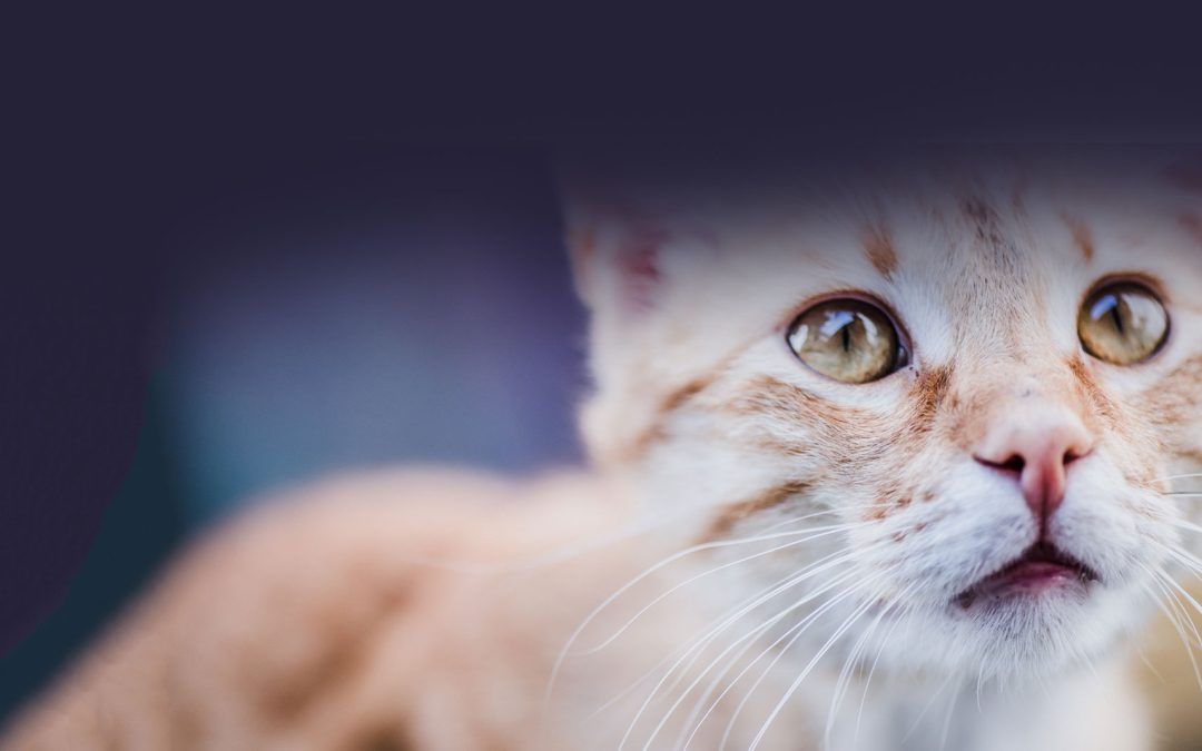 La FDA ya no exige ensayo en animales: una revolución científica y ética