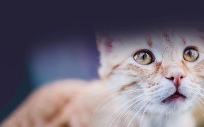La FDA ya no exige ensayo en animales: una revolución científica y ética