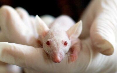 España Premia la Ciencia Ética: Reconocimiento a Dos Proyectos que Reemplazan la Experimentación Animal