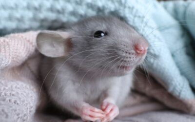 Métodos Alternativos a la Experimentación Animal: Buscadores y Bases de Datos Clave