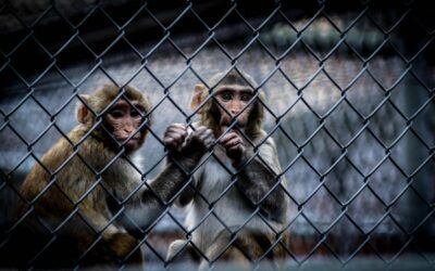 Adiós a los experimentos con monos en los CDC: las claves de una decisión histórica