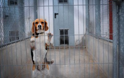 Reino Unido acelera el fin de los experimentos con animales: una hoja de ruta histórica hacia métodos alternativos