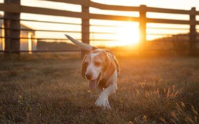 Reino Unido pone fecha al fin de algunos ensayos con animales en productos químicos: qué significa realmente