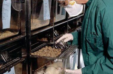 Europa cambia las reglas: qué supone el Reglamento (UE) 2026/405 en la experimentación animal